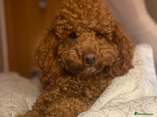 Toy Poodle dogs EXTENSIVELY HEALTH TESTED TOY POODLE STUD TYSON🌹 in Sheerness - Advert 12