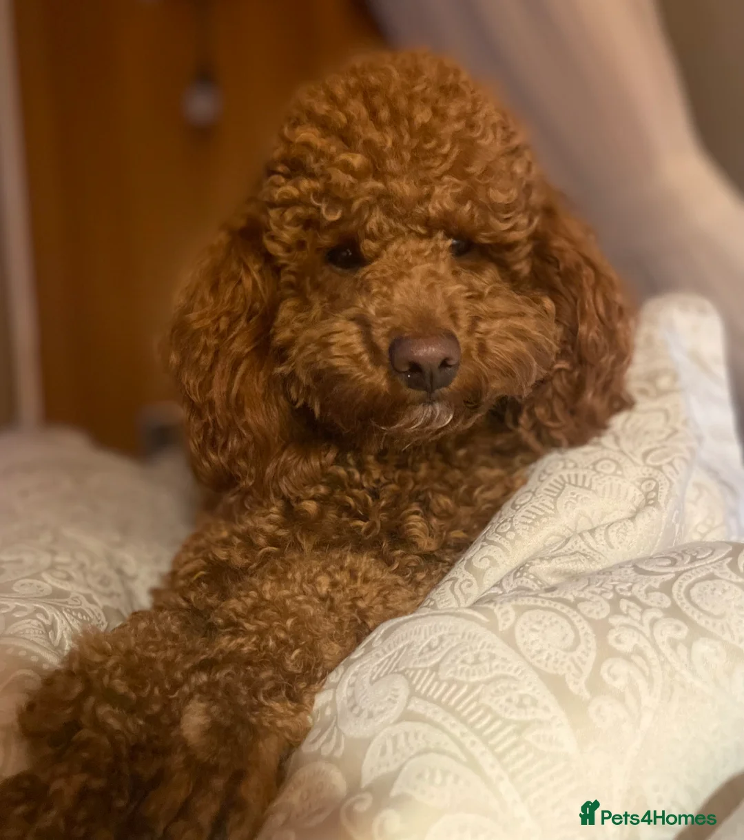 Toy Poodle dogs for stud: EXTENSIVELY HEALTH TESTED TOY POODLE STUD TYSON🌹 in Sheerness - Advert 1