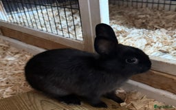Netherland Dwarf rabbits for sale: Pure Bred Netherlands Dwarf Bunnies  - Image 5