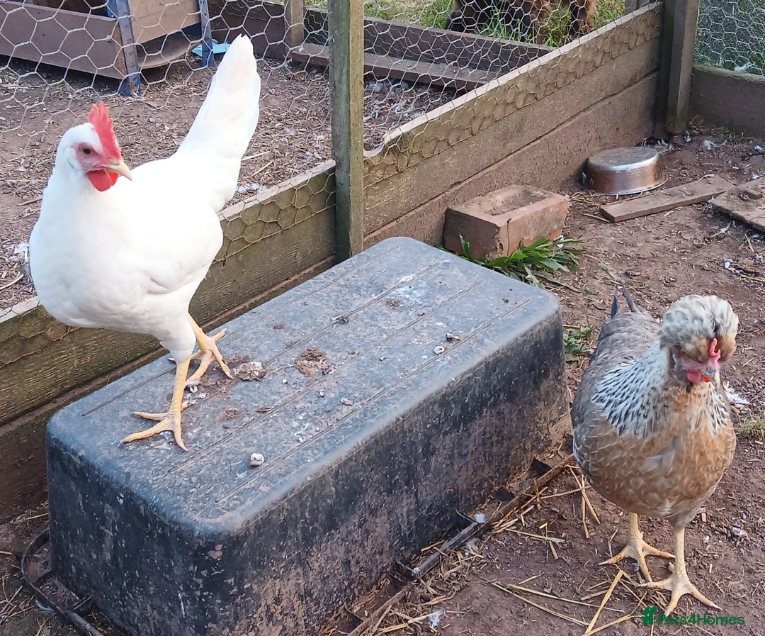 Chickens poultry for sale: Young pullets  - Image 2