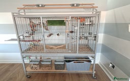 Conures birds for sale: High red pineapple green cheeked conure  - Image 6