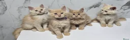 Maine Coon cats for sale: Last Girl -  Pure breed Maine Coon Kittens  - Advert 17