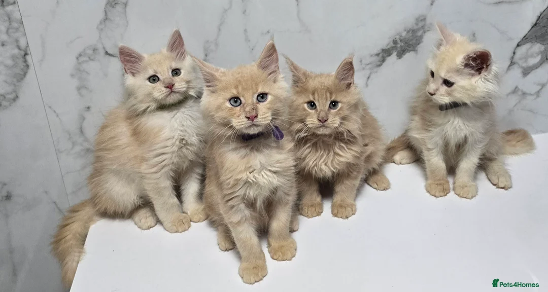 Maine Coon cats for sale: Last Girl -  Pure breed Maine Coon Kittens  - Advert 17