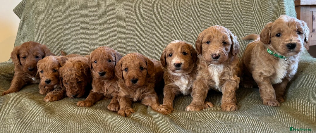 Double Doodle dogs for sale: Stunning Miniature Double Doodles - Advert 3