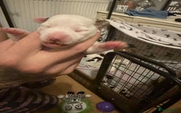 Jack Russell dogs for sale: Beautiful jack Russell terrier puppies  - Image 15