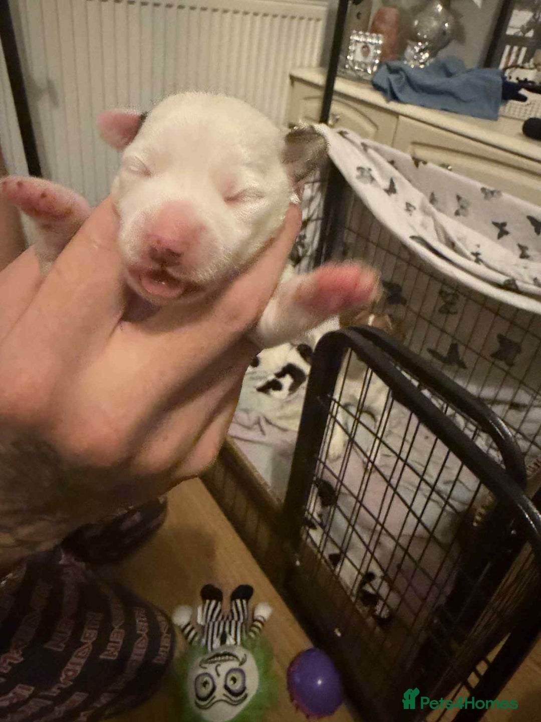 Jack Russell dogs for sale: Beautiful jack Russell terrier puppies  - Image 15