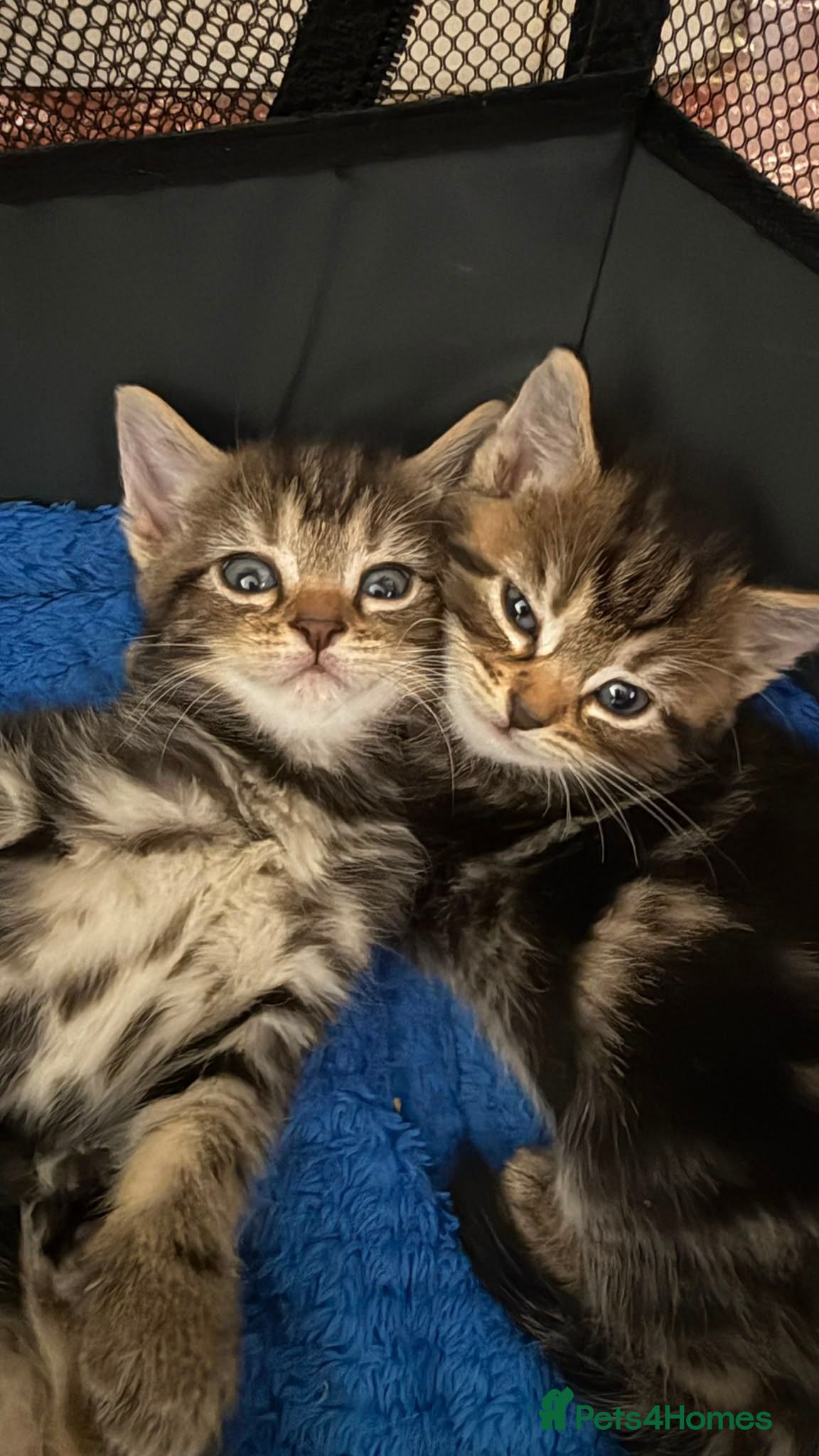Mixed Breed cats 5 Beautiful Persian Cross Kittens - Advert 5
