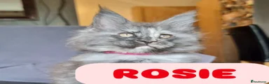 ROSIE 