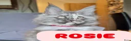 Maine Coon cats for sale: Amazing XXL ACTIVE TICA REGISTER READY NOW! - Advert 15