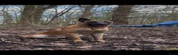 Belgian Shepherd Dog dogs for sale: Belgian Malinois 1 year old - Advert 3