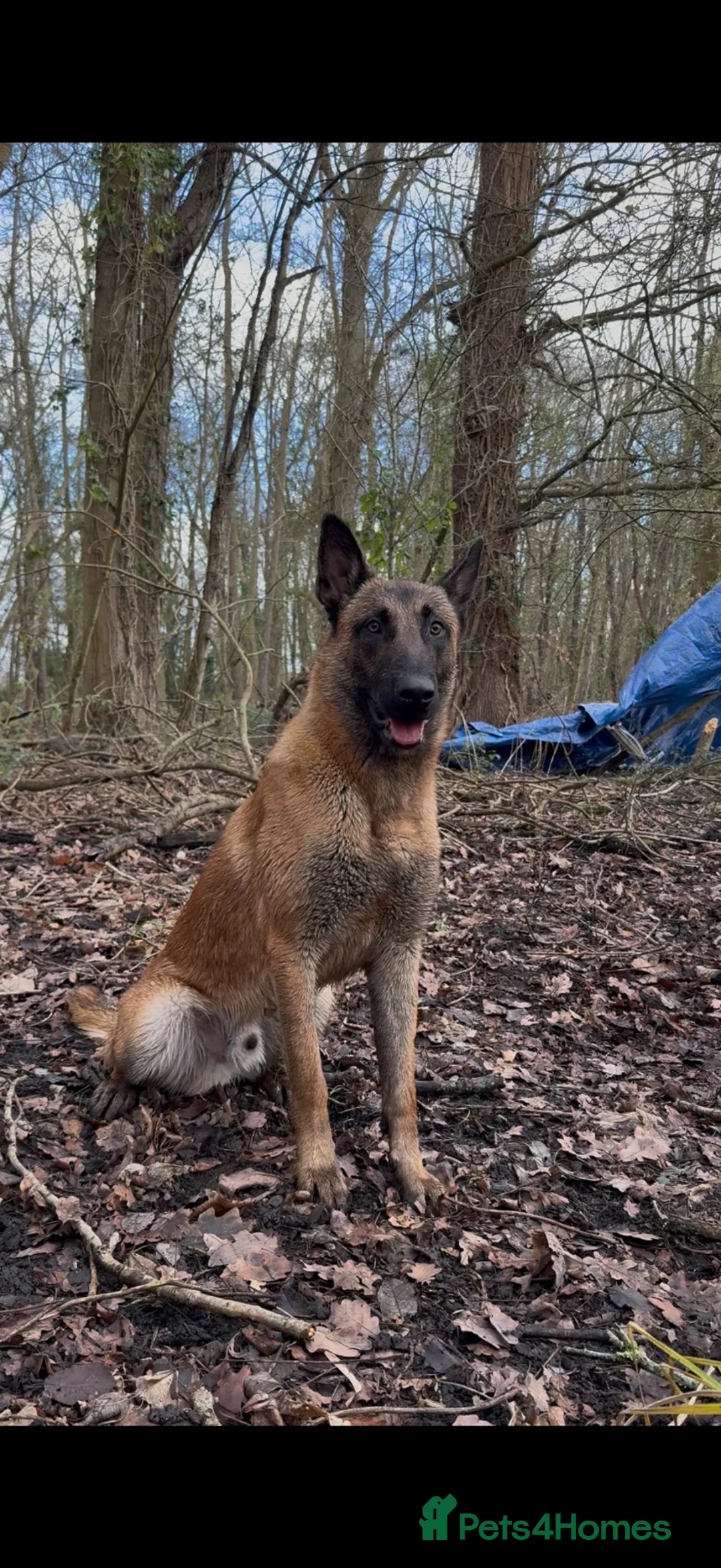Belgian Shepherd Dog dogs for sale: Belgian Malinois 1 year old - Advert 3