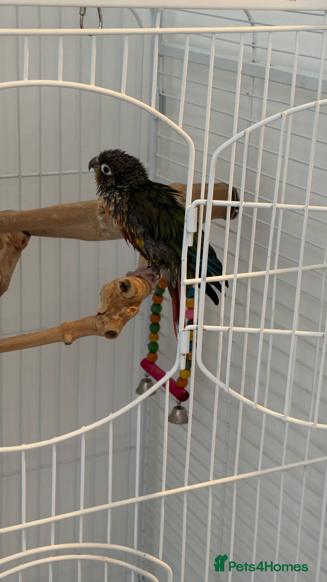Parrots birds for sale: 2 talking baby parrots in South Ockendon - Advert 6