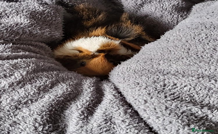 Guinea Pig rodents - Advert 1