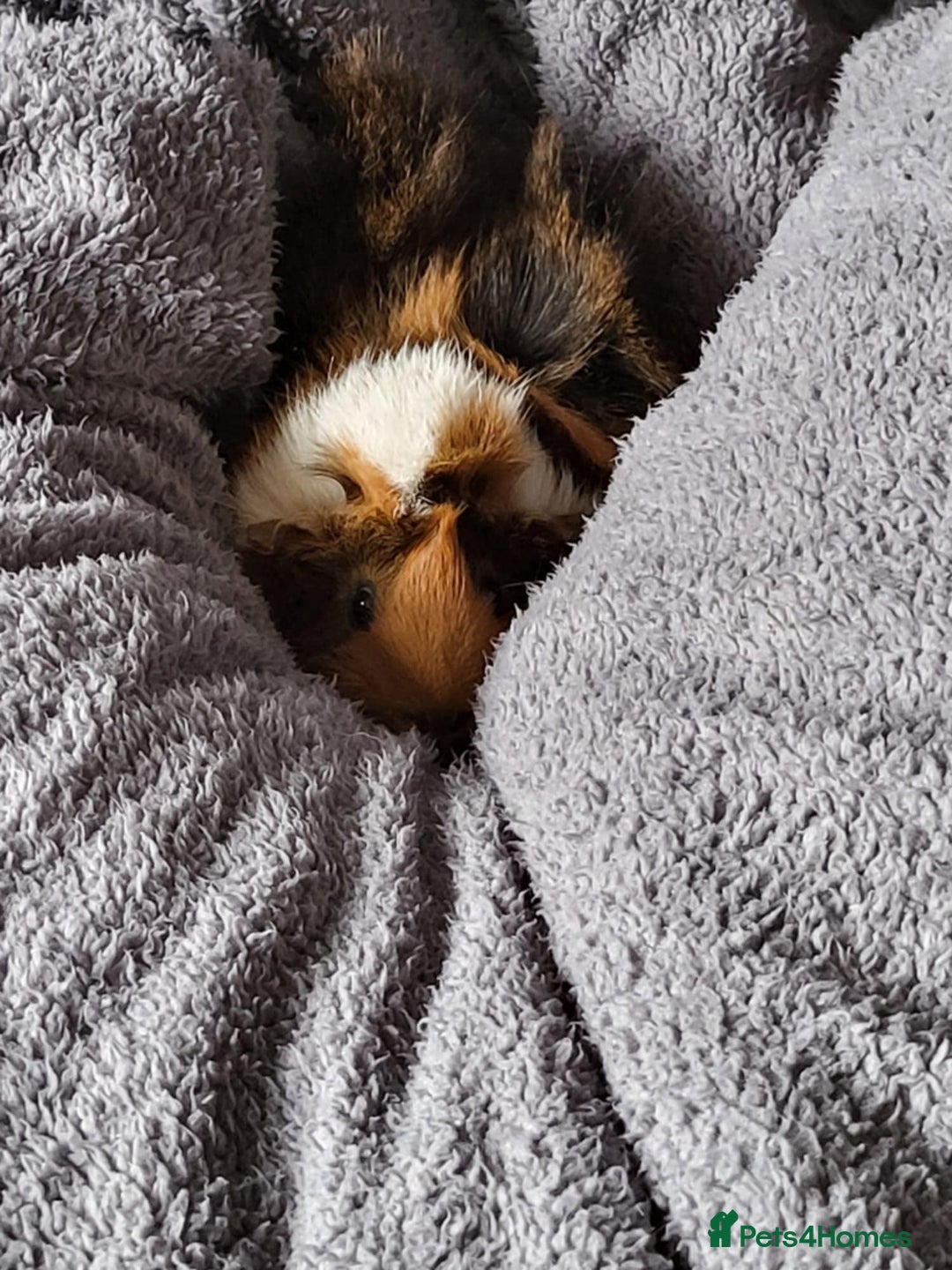 Guinea Pig rodents for sale: 2 female guinea pigs. Includes;  - Image 1