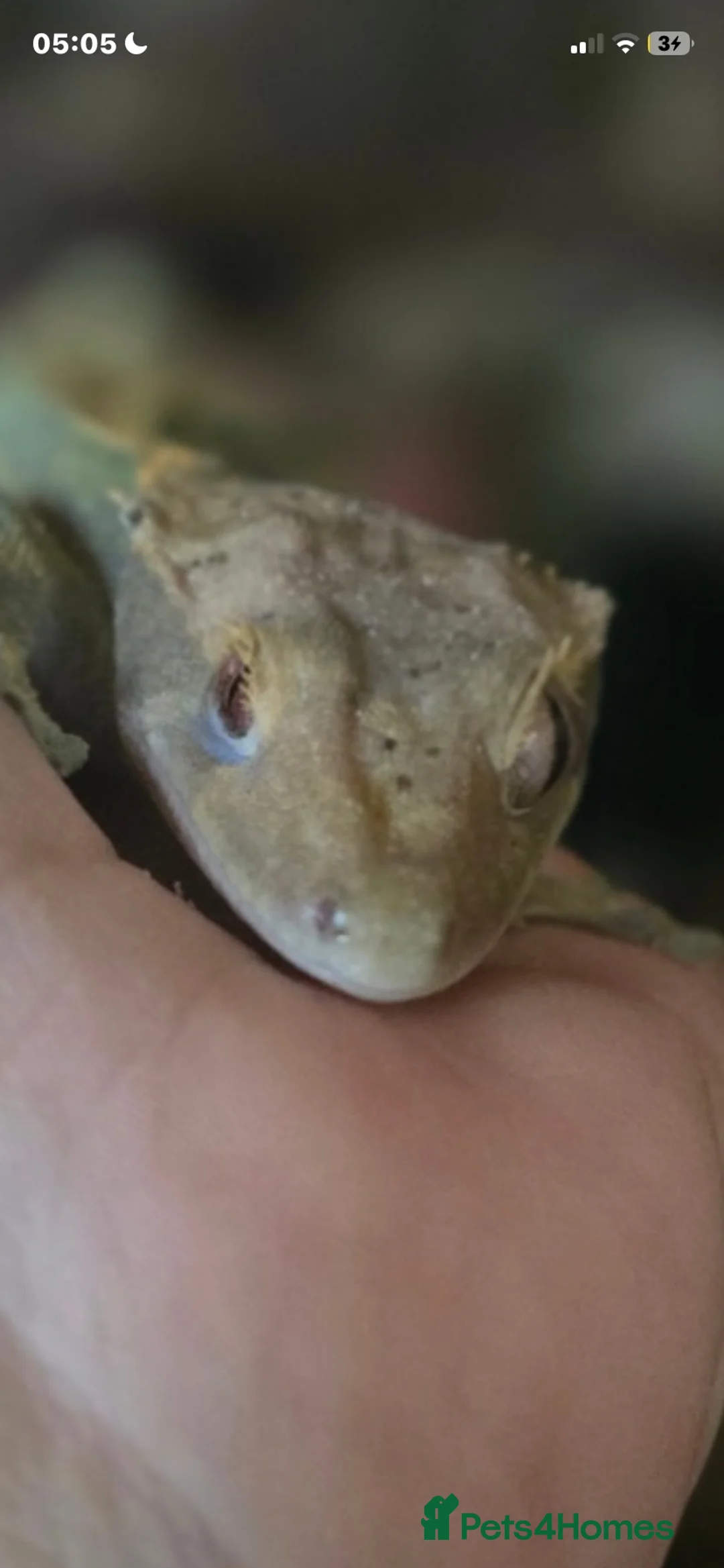 Gecko reptiles for sale: Crested gecko (ENCLOSURE AND EVERYTHING INCLUDED) in Leicester - Advert 7