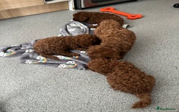 Cavapoo dogs for sale: Stunning Toy Cavapoo Puppies *DNA Health Tested* - Image 4