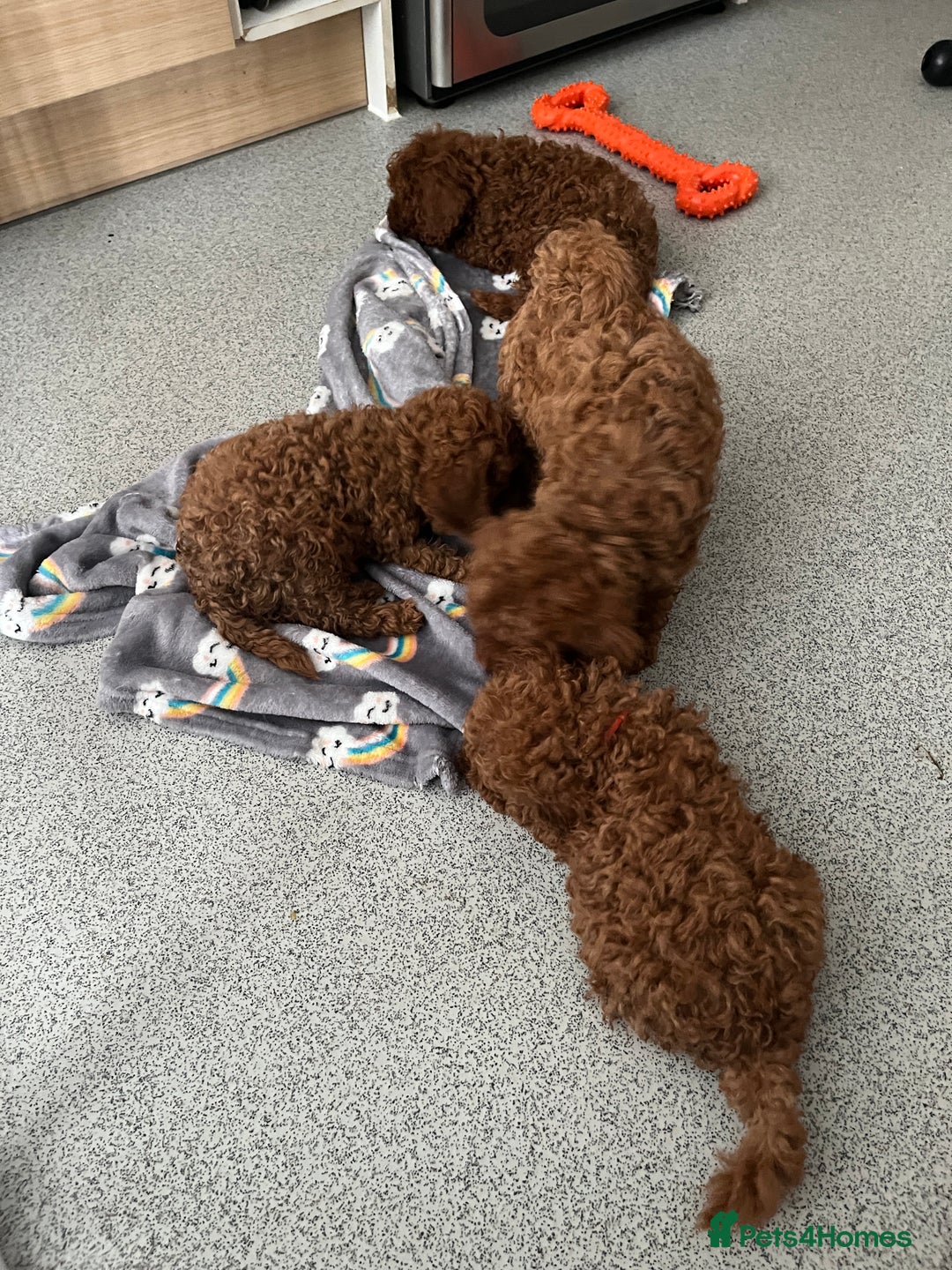 Cavapoo dogs for sale: Stunning Toy Cavapoo Puppies *DNA Health Tested* - Image 4
