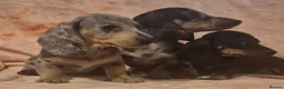 Dachshund dogs for sale: Daxhund puppies - Advert 9