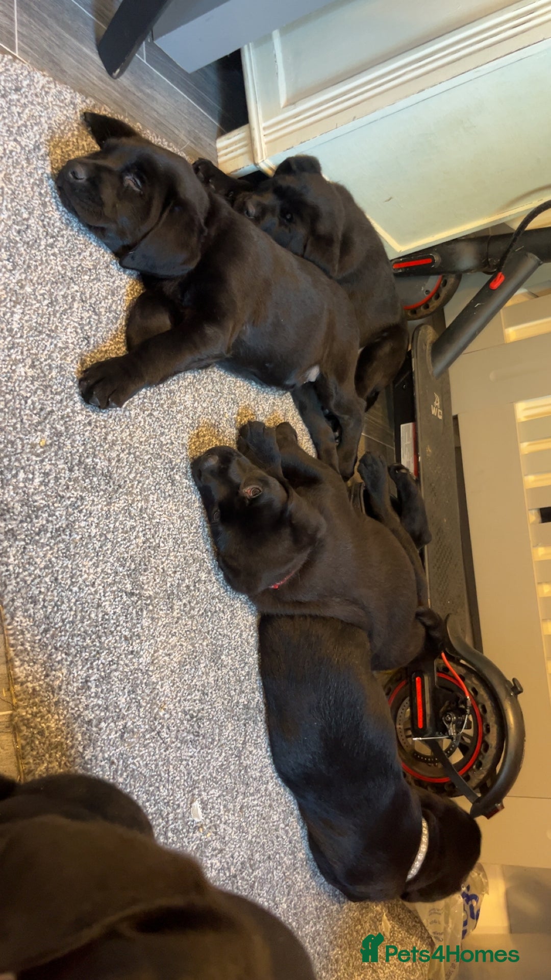 Labrador Retriever dogs for sale: READY NOW.Beautiful black KC registered Labradors  - Advert 8
