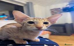 Oriental cats for sale: Stunning oriental girls seeking new slaves - Image 8