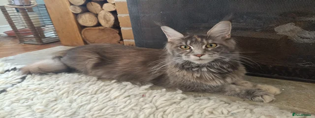 Tortilla
