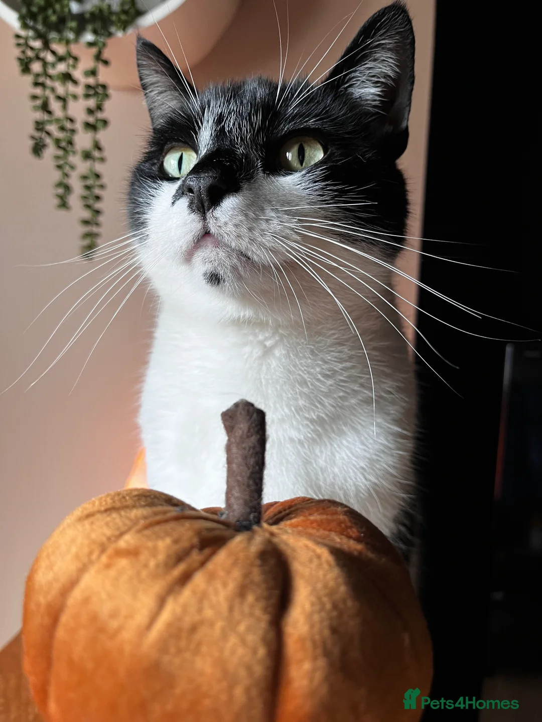 Domestic Shorthair cats for sale: Zero needs a forever home  in Doncaster - Advert 2