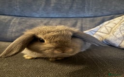 Mini Lop rabbits for sale: 8 weeks old mini lop for sale  - Image 4