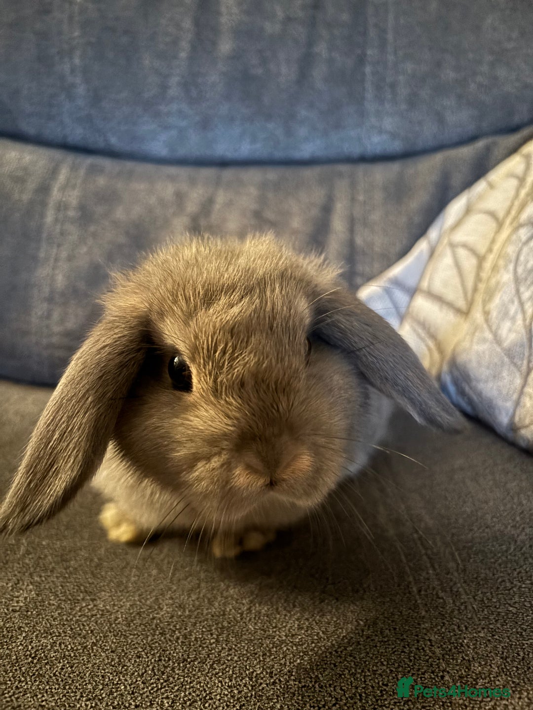 Mini Lop rabbits for sale: 8 weeks old mini lop for sale  - Image 4