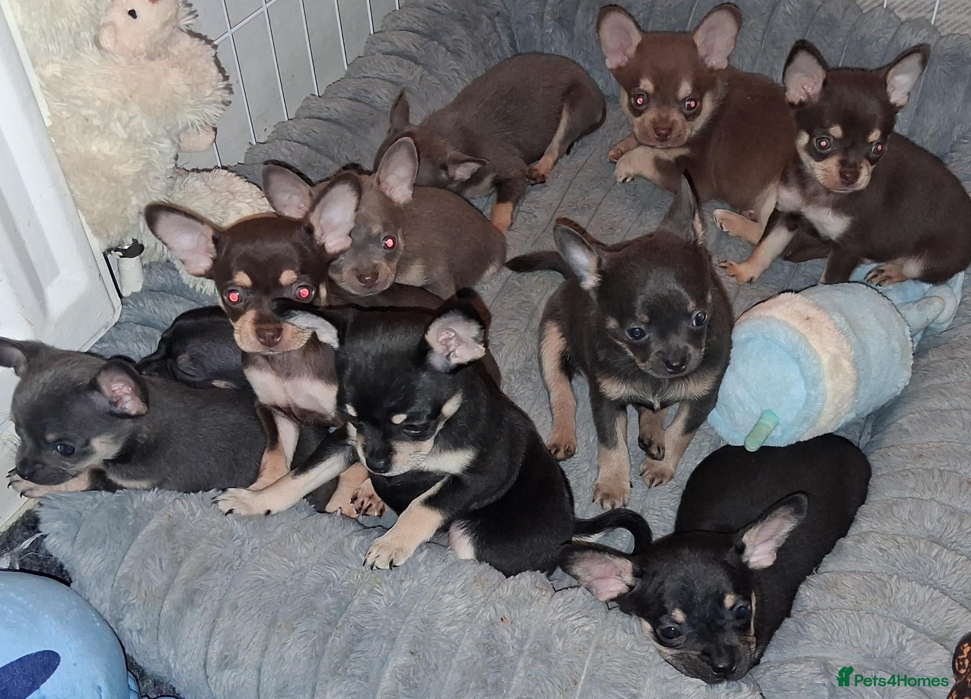 Pomchi dogs 3/4 Chihuahua x 1/4 Pomeranian pups   - Advert 10