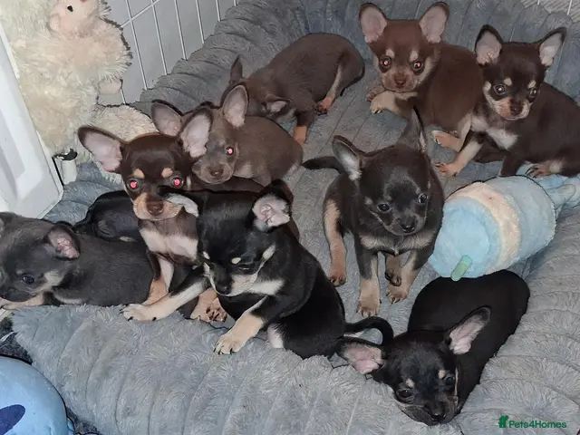 Pomchi dogs 3/4 Chihuahua x 1/4 Pomeranian pups - Advert 6