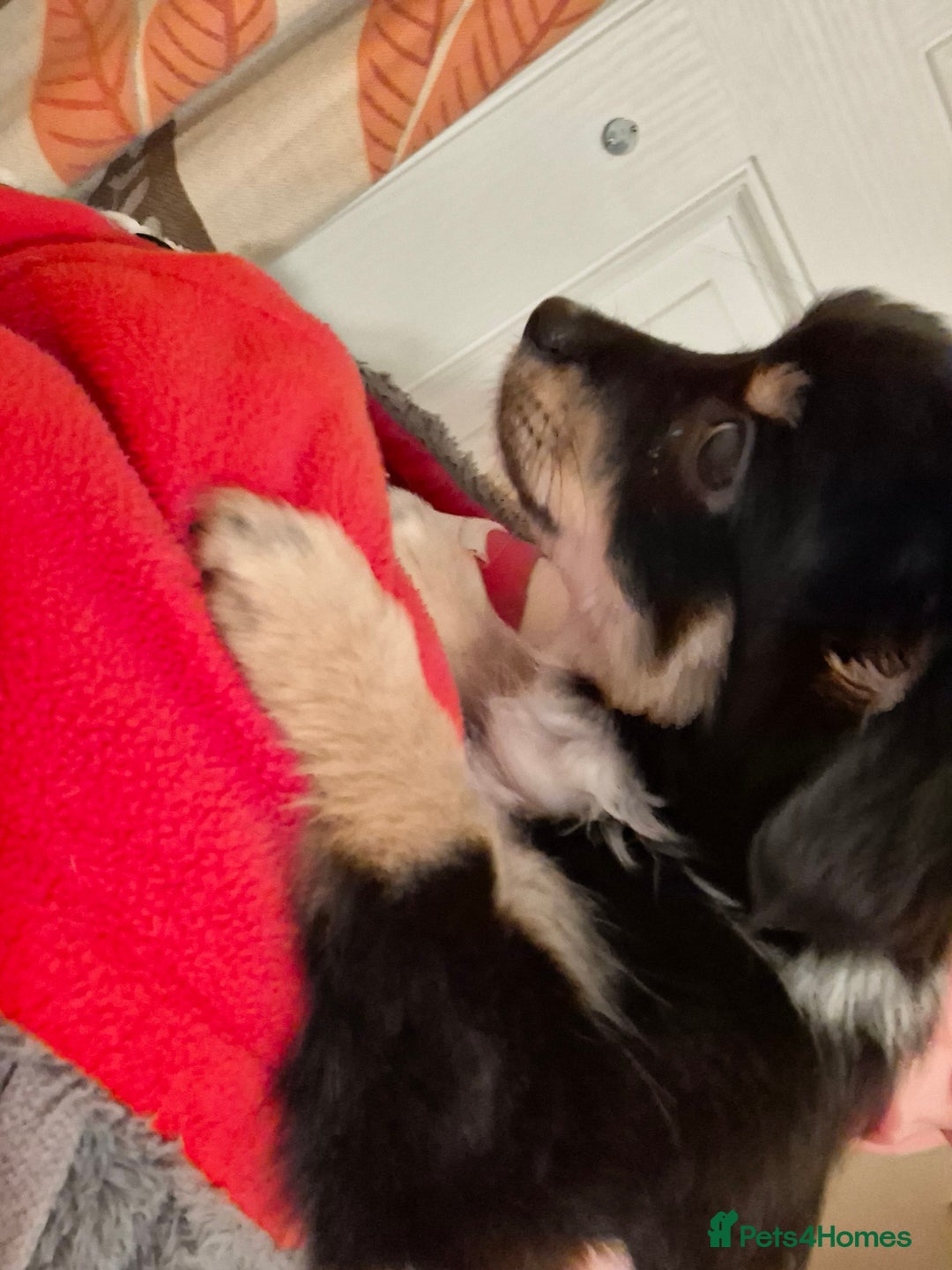 Mixed Breed dogs for sale: Chorkiepom - Advert 6