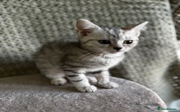 British Shorthair cats for sale: British Shorthair Kittens -Ready for Loving Homes  - Image 11