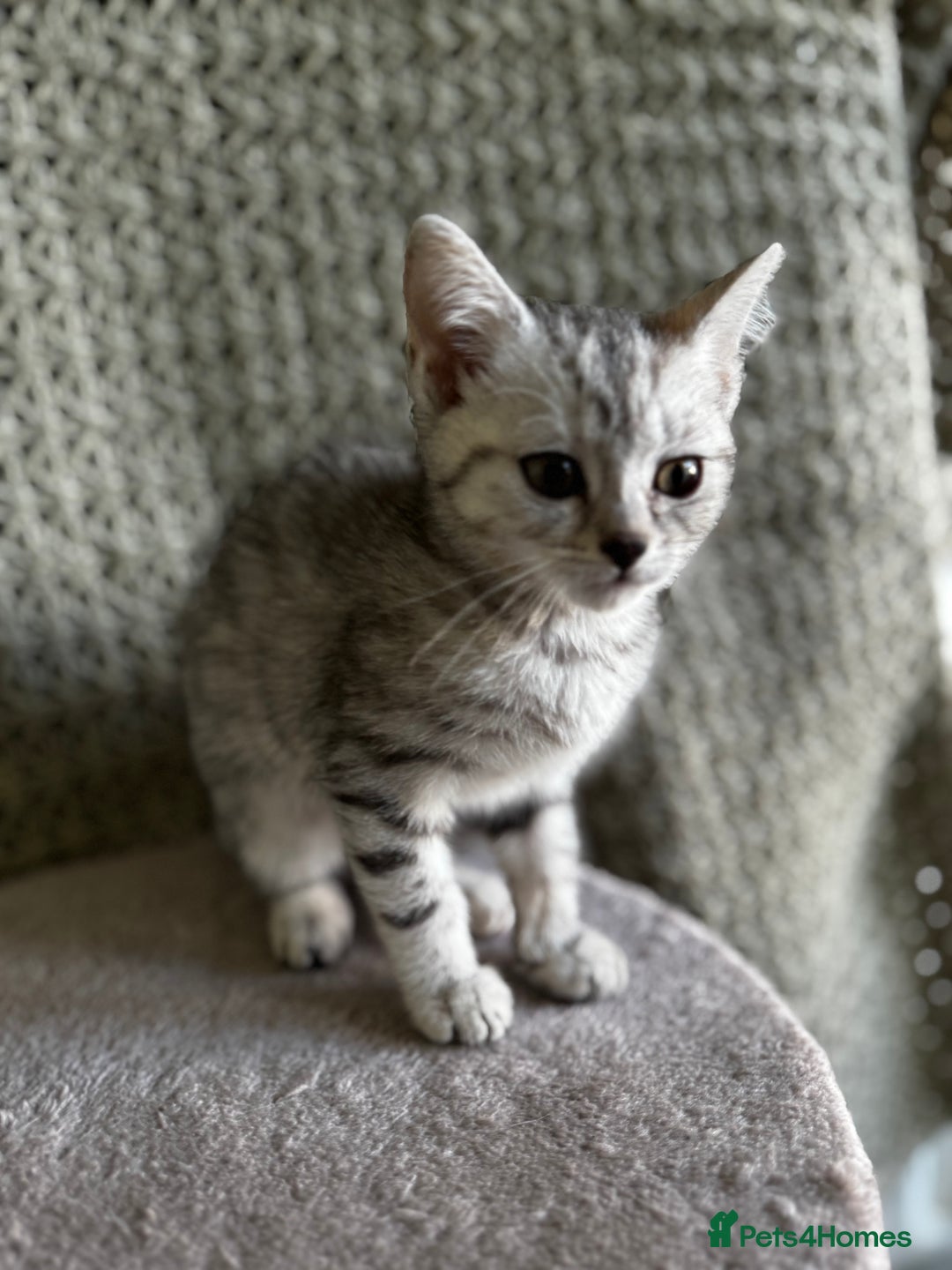 British Shorthair cats for sale: British Shorthair Kittens -Ready for Loving Homes  - Image 11