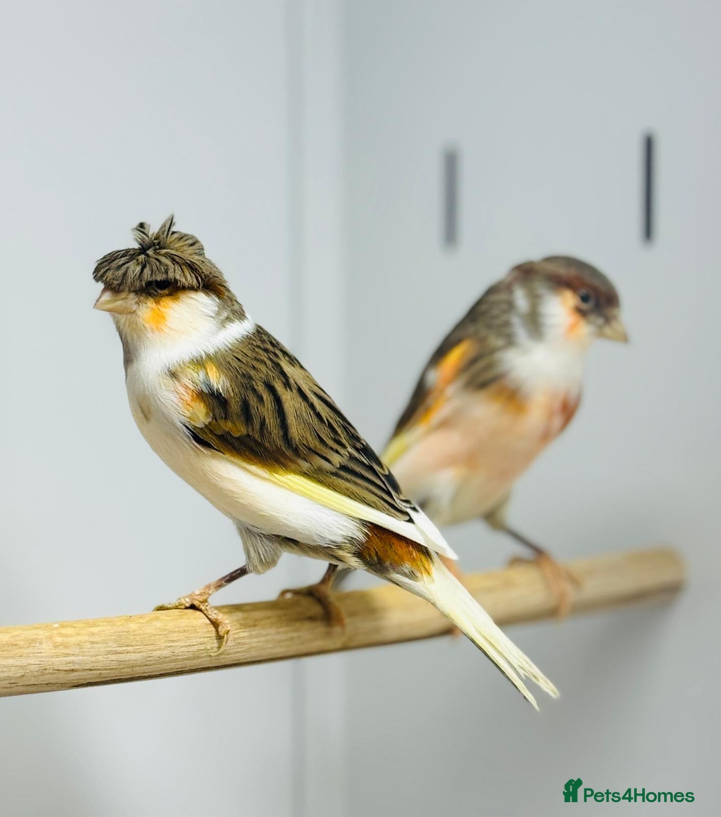 Canaries birds Harlequin canaries  - Advert 6