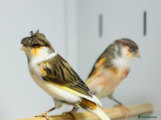 Canaries birds Harlequin canaries - Advert 1