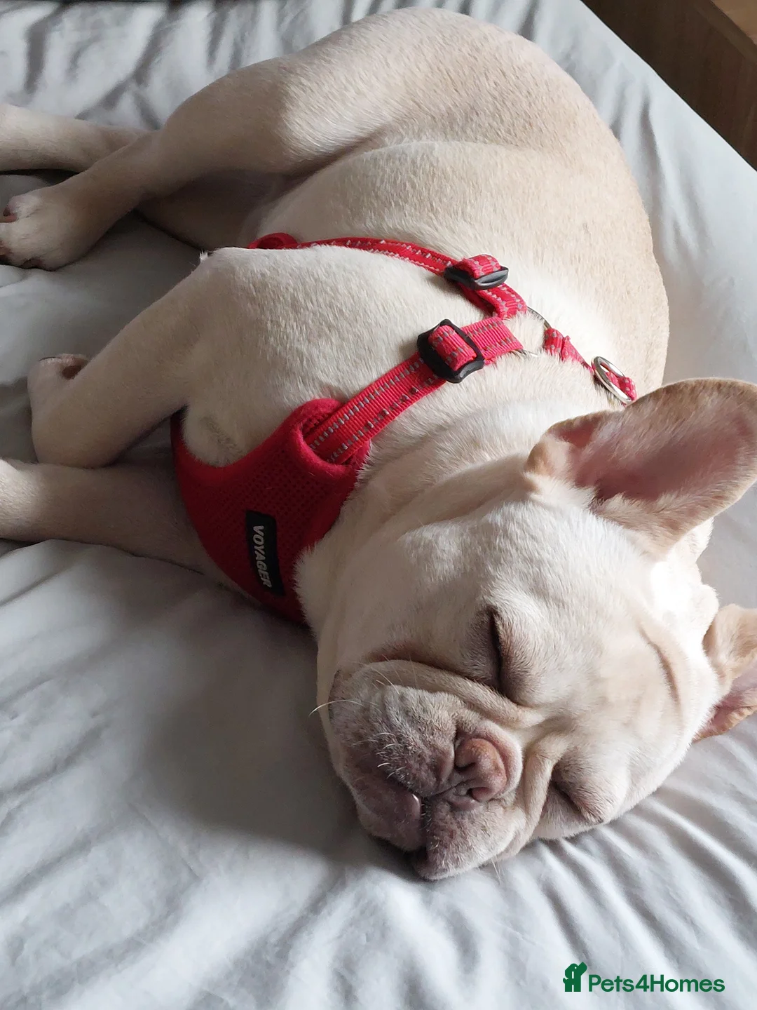 French Bulldog dogs for stud: Kc French bulldog Stud  - Advert 21