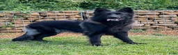 German Shepherd dogs for sale: Exceptional Beautiful litter of long coated  - Advert 4