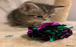 Mixed Breed cats for sale: Himalayan mixed - Image 10