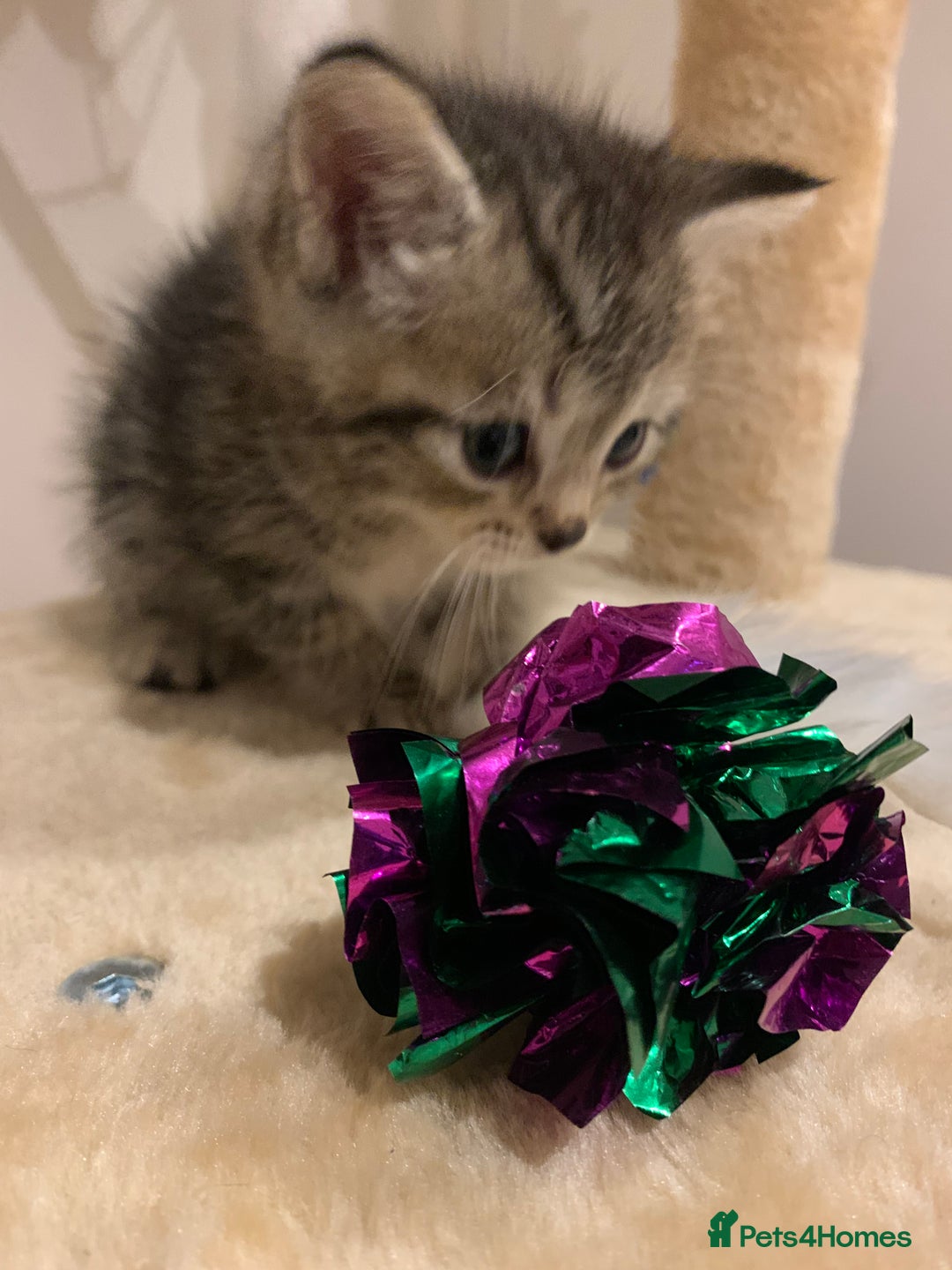 Mixed Breed cats for sale: Himalayan mixed - Image 10