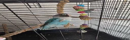 Lovebirds birds for sale: pairs of love birds breeding pairs with cage - Advert 4