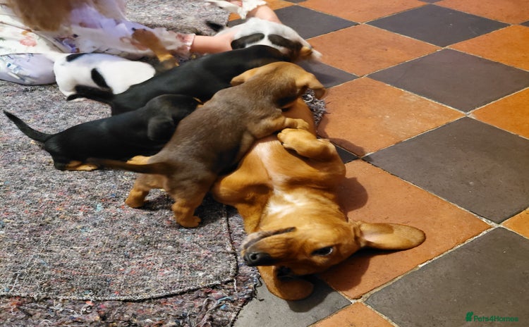 Mixed Breed dogs - Advert 1