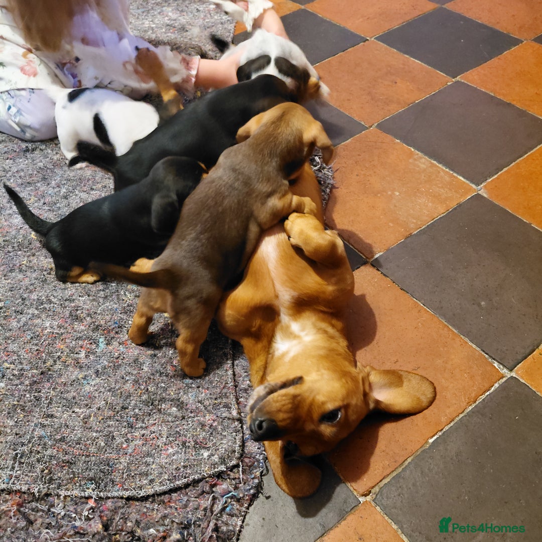 Mixed Breed dogs for sale: Dachshund x jack russle - Image 1
