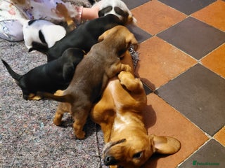 Mixed Breed dogs - Advert 29