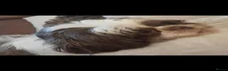 Shih Tzu dogs for sale: Beautiful 5 year old girl - Advert 6
