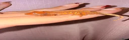 Gecko reptiles for sale: Crested Gecko Babies - Advert 30