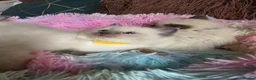 Ragdoll cats for sale: Four Stunning GCCF Registered Girls - Advert 14