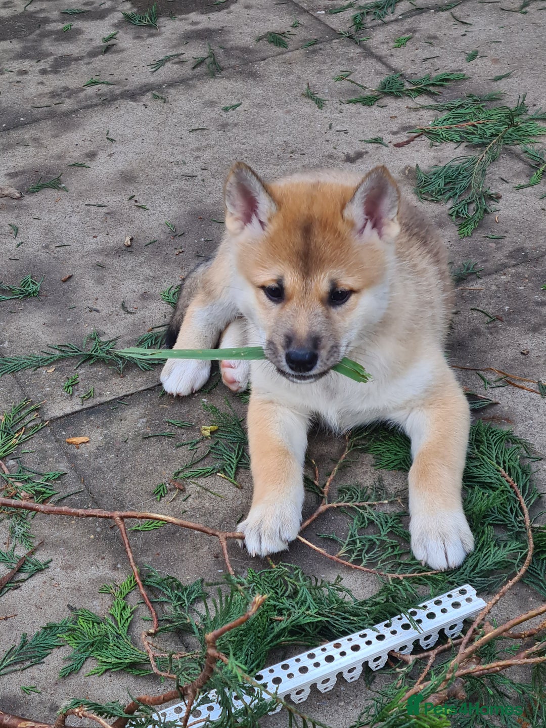 Mixed Breed dogs for sale: Czech Wolfdog × Akita/Malamute Puppies - Advert 14