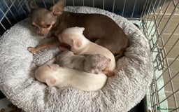 Chihuahua dogs for sale: Absolutely stunning chihuahua puppies  - Image 11
