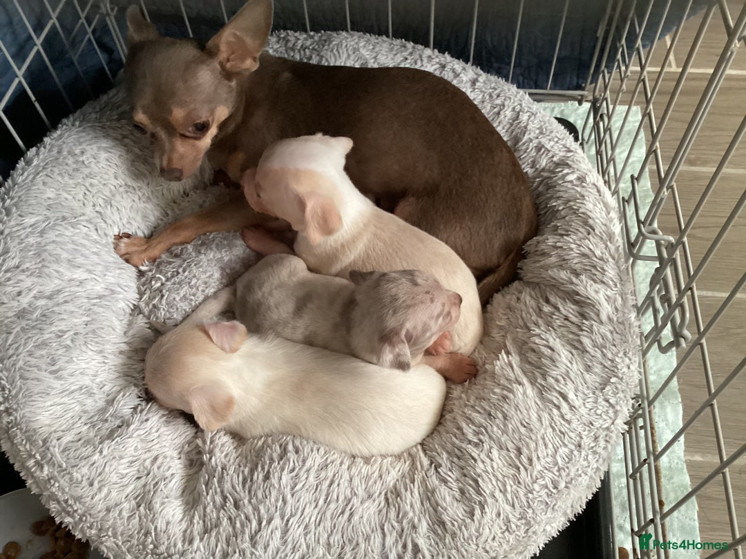 Chihuahua dogs for sale: Absolutely stunning chihuahua puppies  - Image 11
