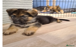 German Shepherd dogs for sale: Adorable 8-Week-Old German shepherd - Image 3
